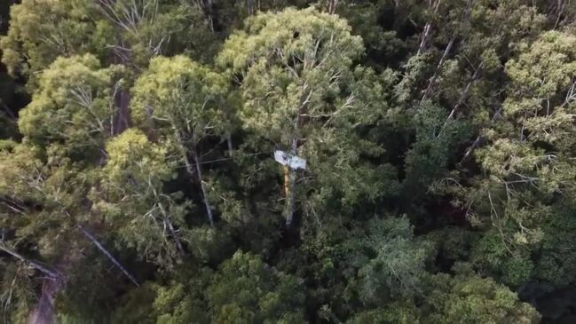 Tree Sit Drone 1