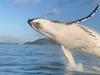 Spectacular footage of Whitsunday whale breach goes viral