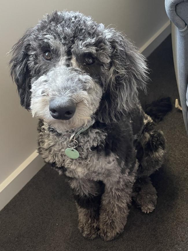Maisie the bordoodle (border collie x poodle), sent in by Tash Baugh, Rostrevor.