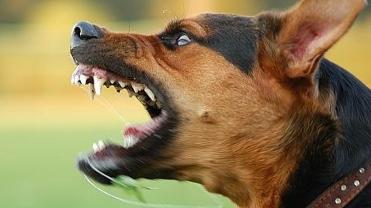 Young girl attacked by dogs in Brisbane, Queensland | news.com.au ...