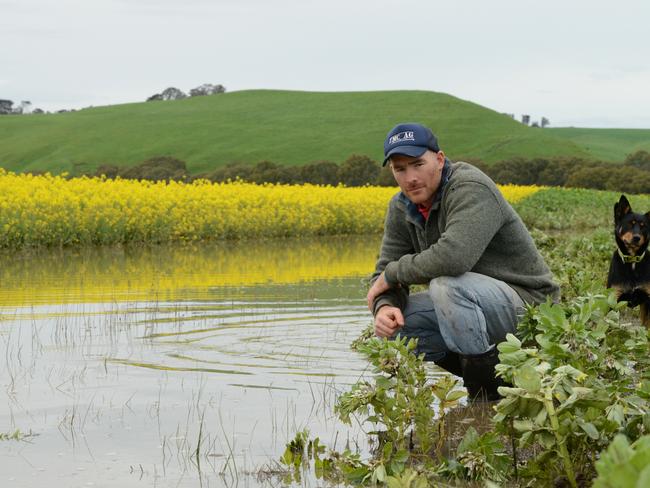 Wal Dyer checks out the flood damage to a friends Canola crop in Sandford. Picture: Karla Northcott