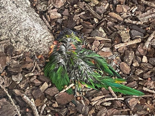 Dead Rainbow lorikeet found under a tree