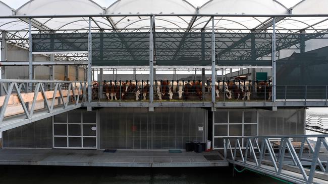 A floating dairy farm in the port of Rotterdam, has been built as a possible future solution to rising waters and climate change. Picture: John THYS/AFP