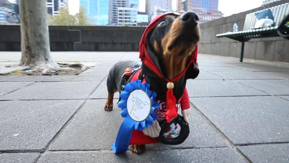 Melbourne dachshund race Sausage dogs return to annual Southbank event