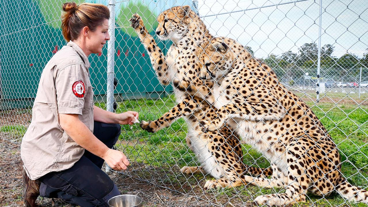 Tasmania Zoo goes online to keep gates open virtually but needs ...