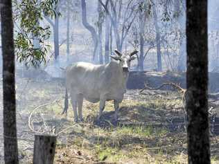 PLAN AHEAD: Animal owners are being urged to prepare a plan for their animals this fire season. Picture: Brenda Strong  GLA021011FIRE