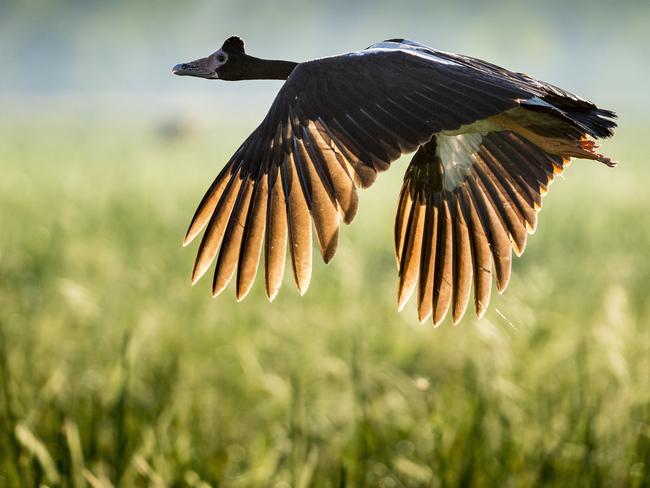 Magpie goose flies over the floodplains.