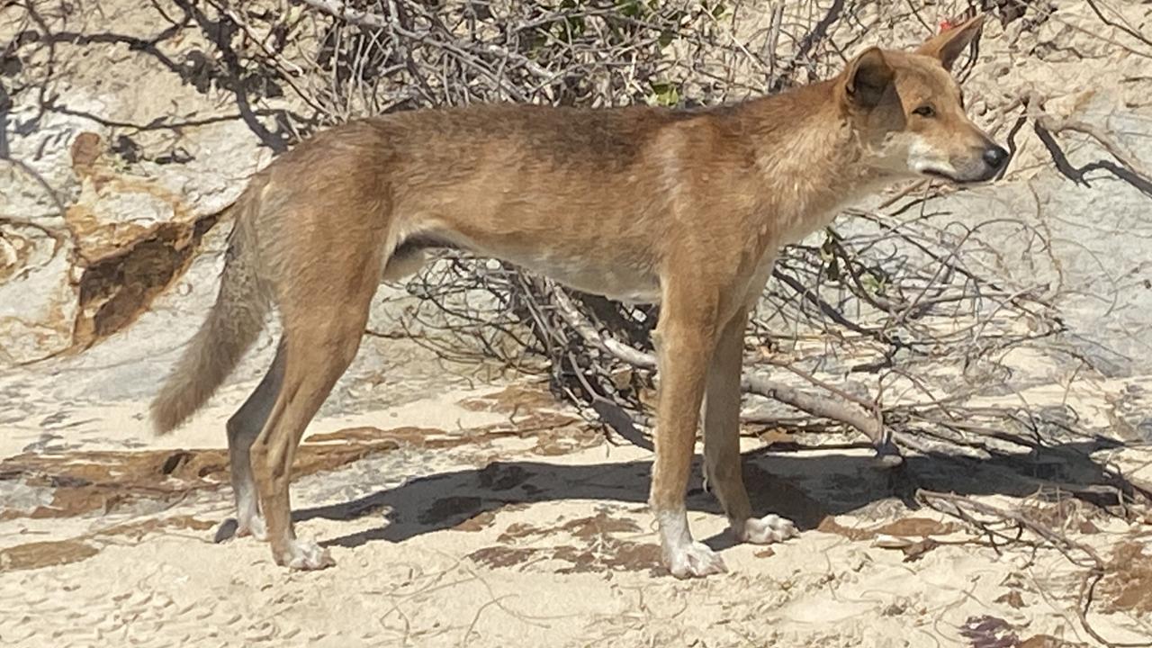 A dingo (wongari) on K’gari.