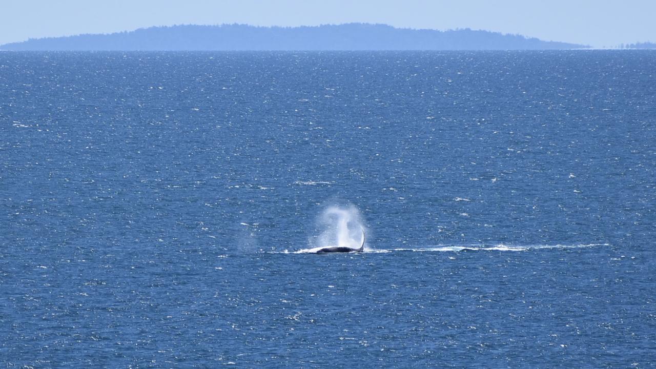 Whales breaching off the Mackay coast as they swam past Lamberts Lookout on Sunday. Picture: Rae Wilson