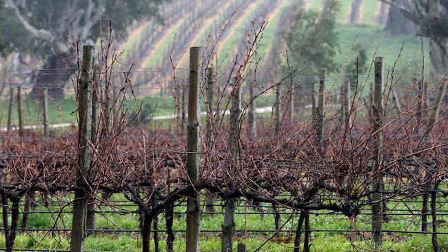 Accolade’s Petaluma vineyard at Woodside.