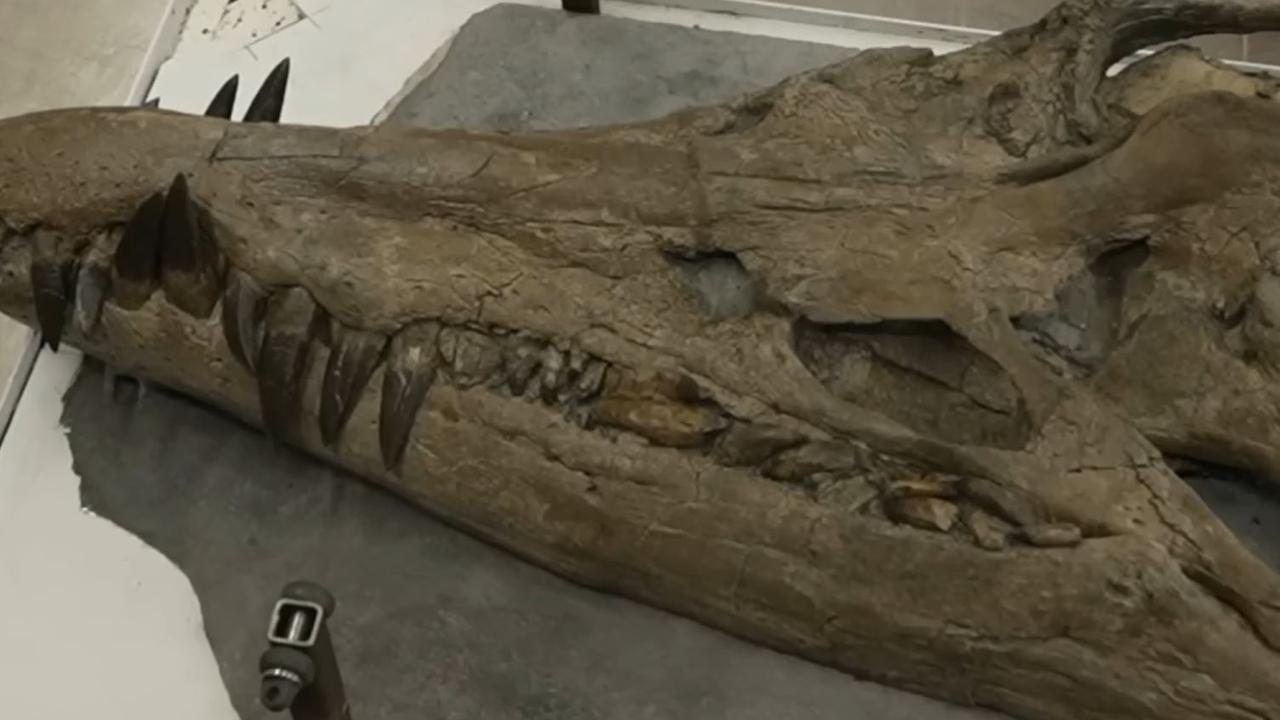 Dorset kayalıklarında dev bir pliosaur deniz canavarı kafatası keşfedildi