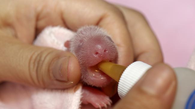 A researcher feeds one of the newborn twin female panda cubs inside an incubator Photo: Reuters/ China Daily