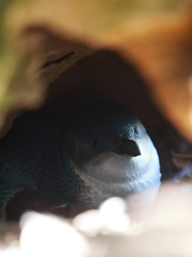 One of the little penguins in a natural dug out where they would breed at Store Beach. Picture: Adam Yip