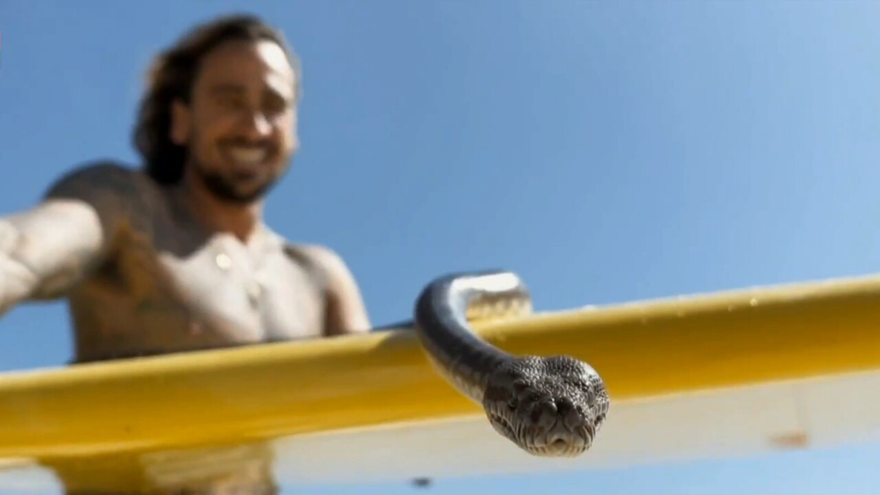 Gold Coast man fined for surfing with pet snake