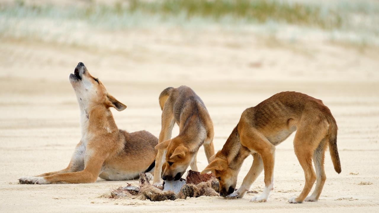 how many dingoes are left on fraser island