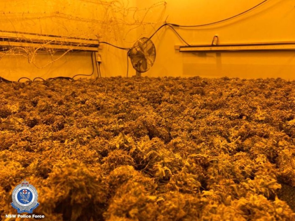 During the search officers found indoor hydroponic cannabis setups at three Randwick units with a total of 102 cannabis plants and 8kg of dried cannabis. Picture: NSW Police