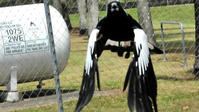 Poised to strike. Picture: Nat Bromhead / Daily Mercury