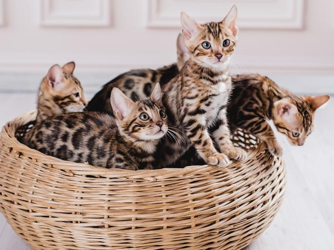 Bengals have been ranked as the third most popular cat breed nationwide by Australia’s national cat registry, Australian National Cats Inc.