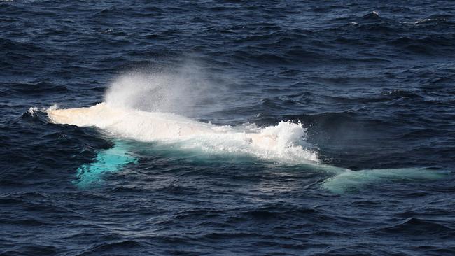 Rare white humpback whale Migaloo spotted for the first time this year ...