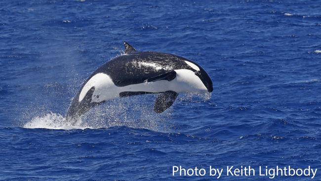 Eat, play, love: the Southern Ocean’s Bremer Canyon is unique as a happy hunting ground and hangout for orcas. Picture: Keith Lightbody