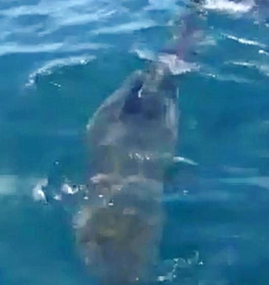 Sharks were ripping into a whale carcass floating about 5km off Point Cartwright. Picture: Ashley Symonds