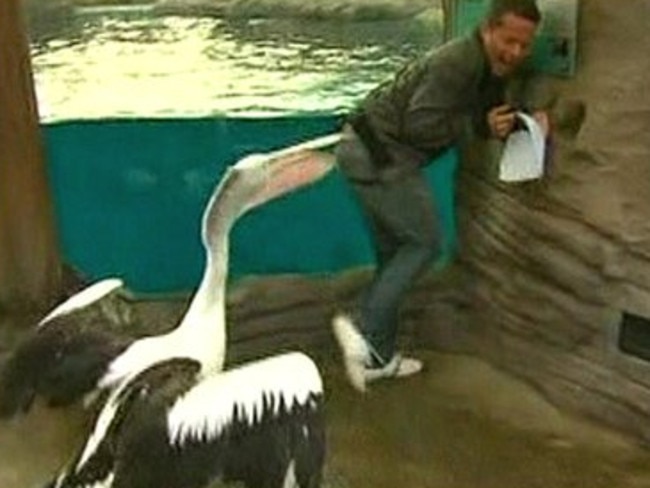 Jacobs was famously attacked by a pelican, which made international headlines.