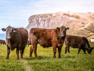 New tours offer prime beef insight