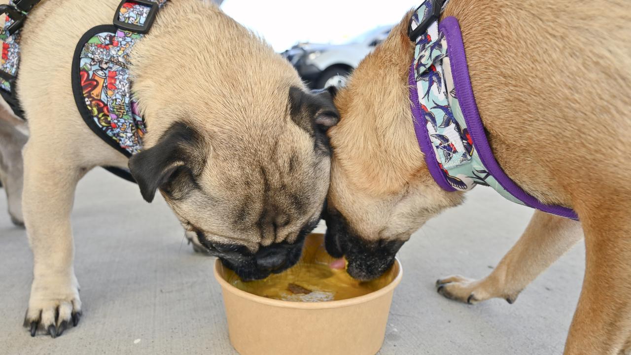 Barkley and Pips dog cafe, Bundamba. Picture: Cordell Richardson