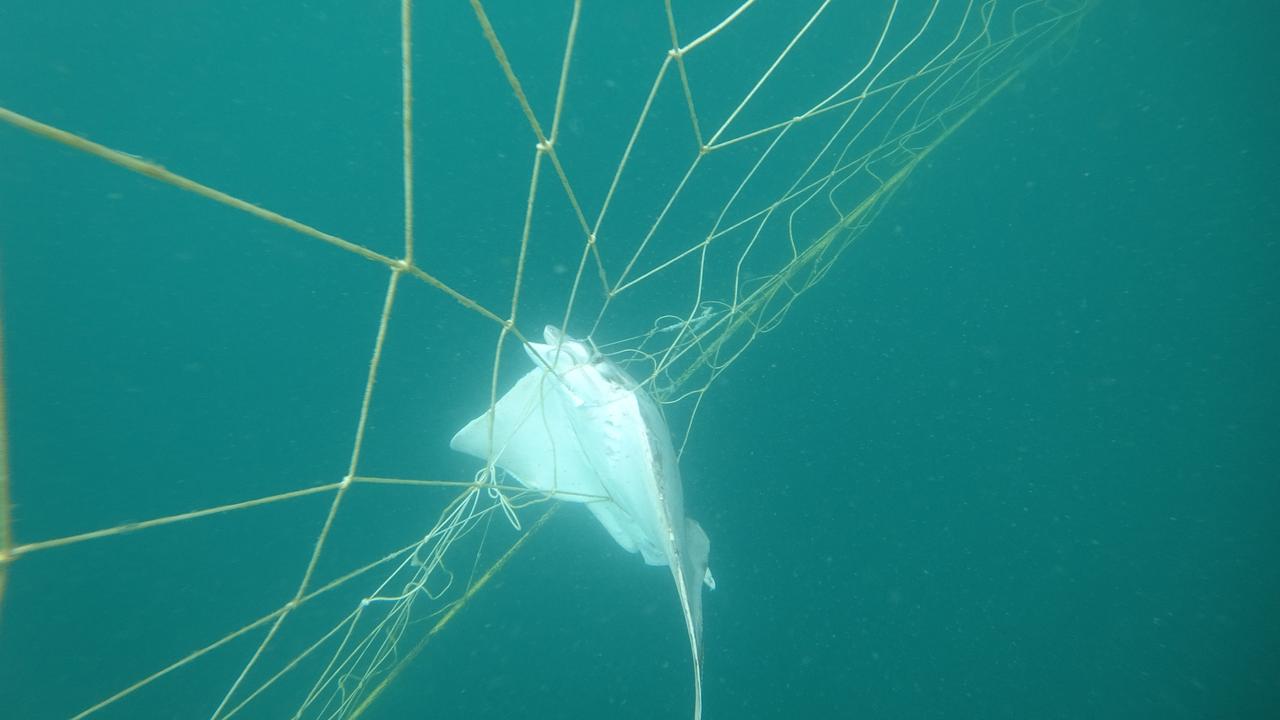 Other marine creatures are often caught in shark nets. Picture: Sea Shepherd