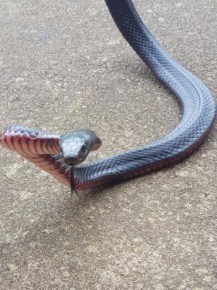 Why snakes are coming out in Rouse Hill | Daily Telegraph