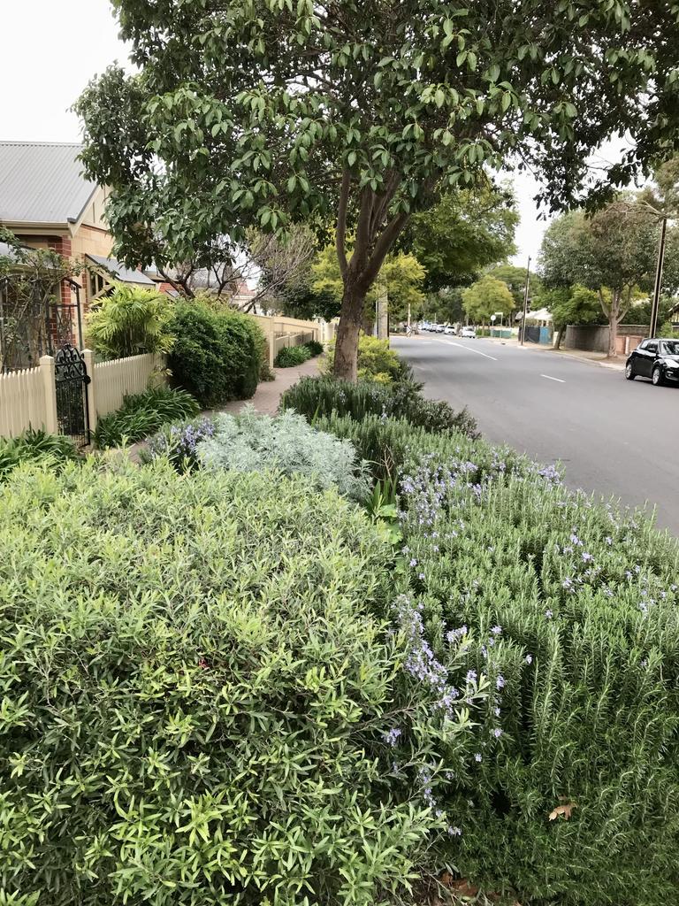 Good example of tough and drought hardy Mediterranean plants all working well together. Colours of the softest silver, sage green and blue grey are restful on hot summer days. Plants include Rosemary, Lavender and Artemisia. Corner 7th Ave/Thomas St, St Morris. Verges Alive. Picture: Jill Woodlands