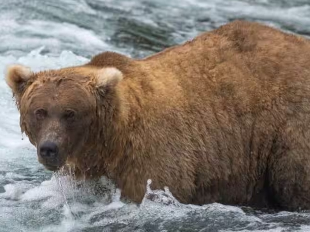 128 Grazer, a female brown bear, was declared the winner of Fat Bear Week 2023. Source: Supplied / Katmai National Park/Instagram