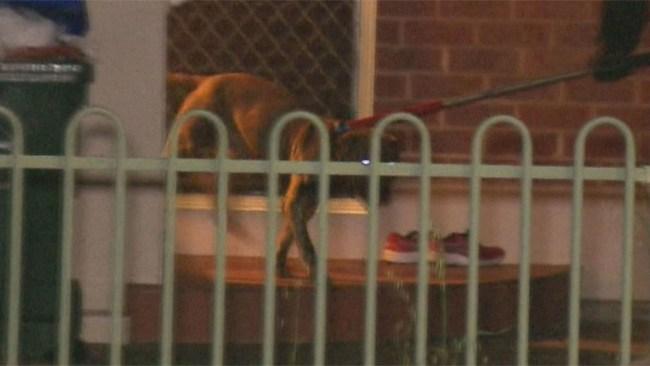 The owner confirmed the dog would be put down on Thursday. Photo: 9News