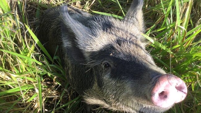 Audrey the pig is now safe in her new home at Tandur in the Gympie region.