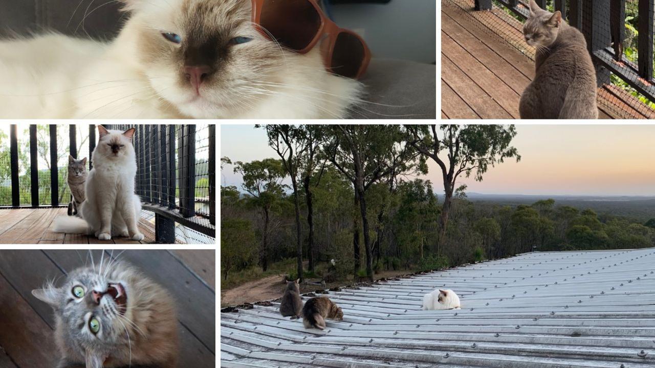 The pet cats belonging to the Barnes family lost in the Baffle Creek fire.