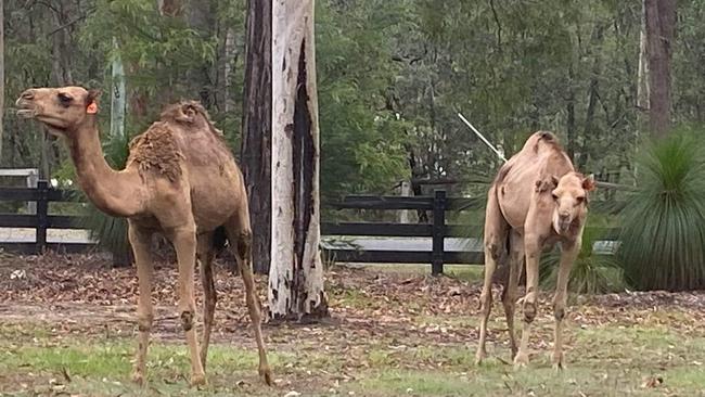 The two camels came from Beaudesert.