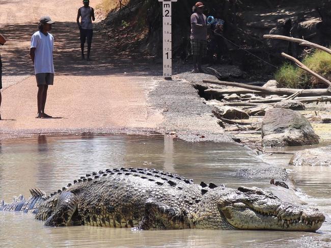 We are not trying to fat shame this croc. Picture: ourendlesssummerc.t