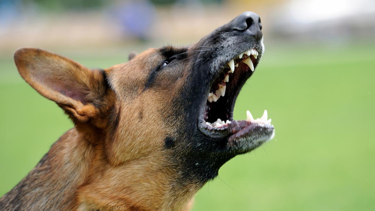 Chopper rushes to dog attack as man suffers ‘serious bite’