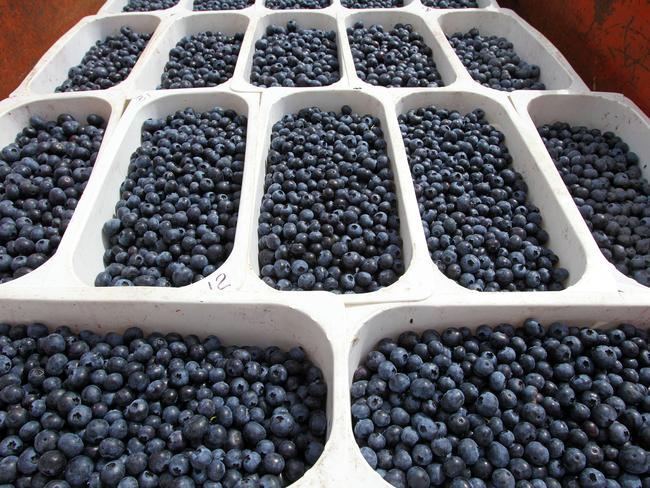 Freshly picked blueberries ready for packing on Greg McCulloch's farm at Margate.