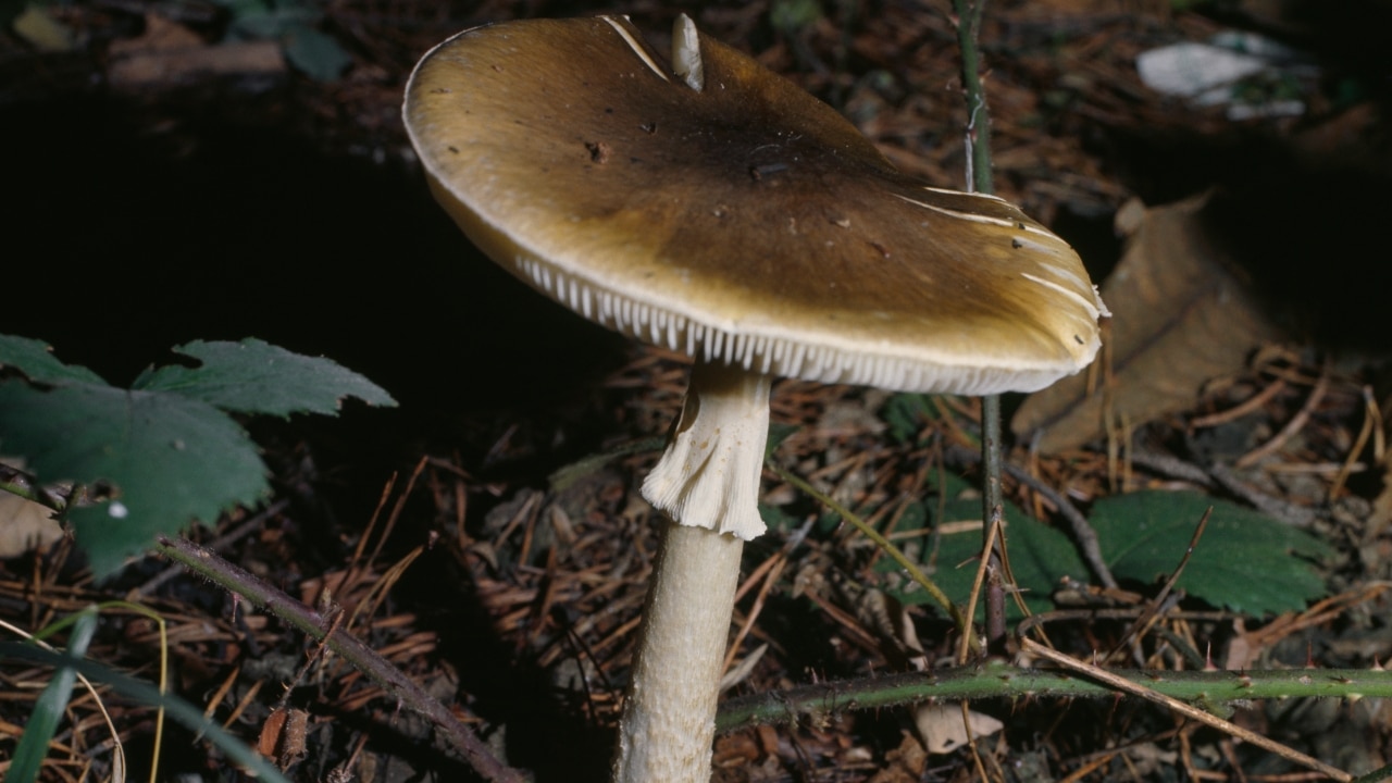 death cap mushroom