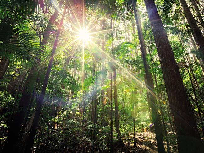 Central Station rainforest walk, Fraser Island. Picture: Kingfisher Bay Resort