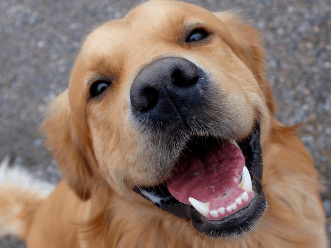 There are some hidden home dangers for all dog breeds. Picture: the Baker family