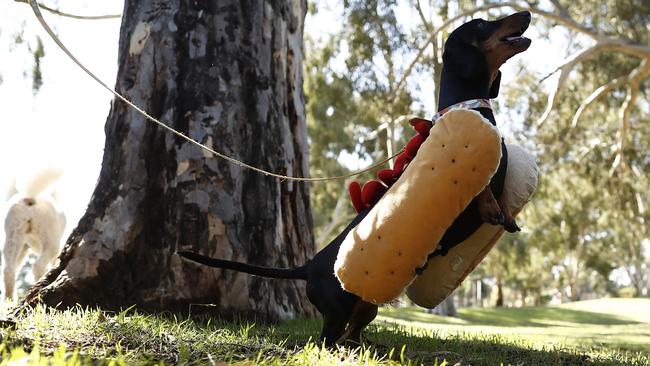 ADELAIDE, AUSTRALIA - MAY 14: Eva the Democracy Sausage Dog looks on during a community BBQ in the seat of Boothby on May 14, 2019 in Adelaide, Australia. The Australian federal election will be held on May 18, 2019. (Photo by Ryan Pierse/Getty Images)