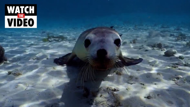 Sea Lions: Life by a Whisker (Trailer) | Daily Telegraph