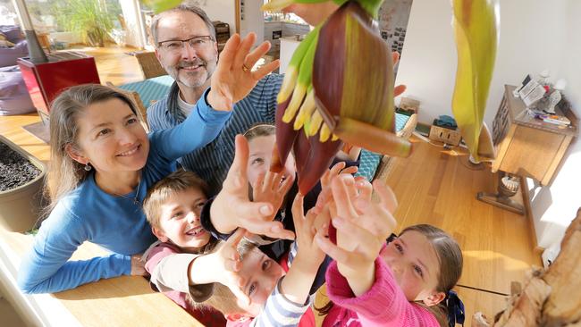 Stuart and Rosie Barry with their children Clockwise from left- Geoff, 8, Ali, 10, Lyn, 9 and Christian, 6 with their banana tree in the lounge room which is starting to bear fruit