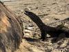 Incredible video as rare sight spotted at top SA travel destination