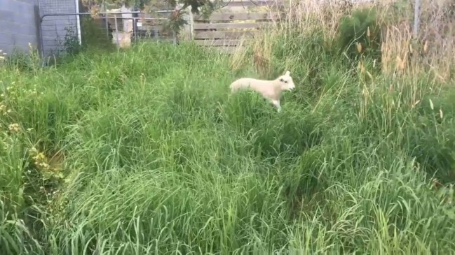 Lost lamb impounded by Glenorchy City Council