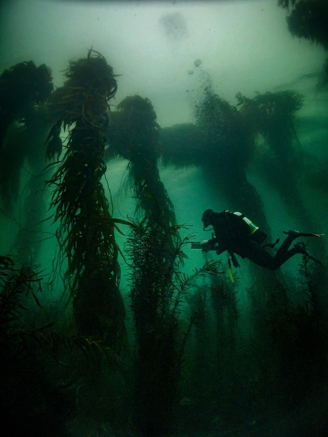 Diver surveying a remnant giant kelp forest in Southern Tasmania. Picture: Scott Ling