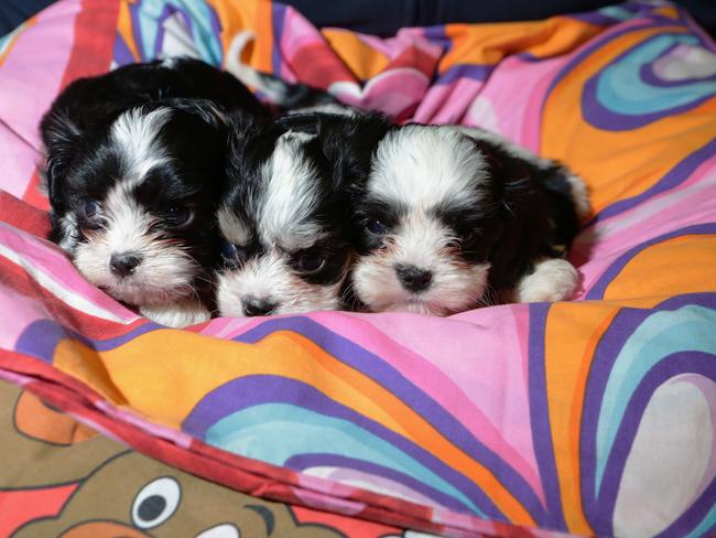 Puppy generic, trio of pups ( calling for blanket, cushion & pillow donations ) enjoying their new nest made from donated blankets &  pillows Yagoona RSPCA shelter.