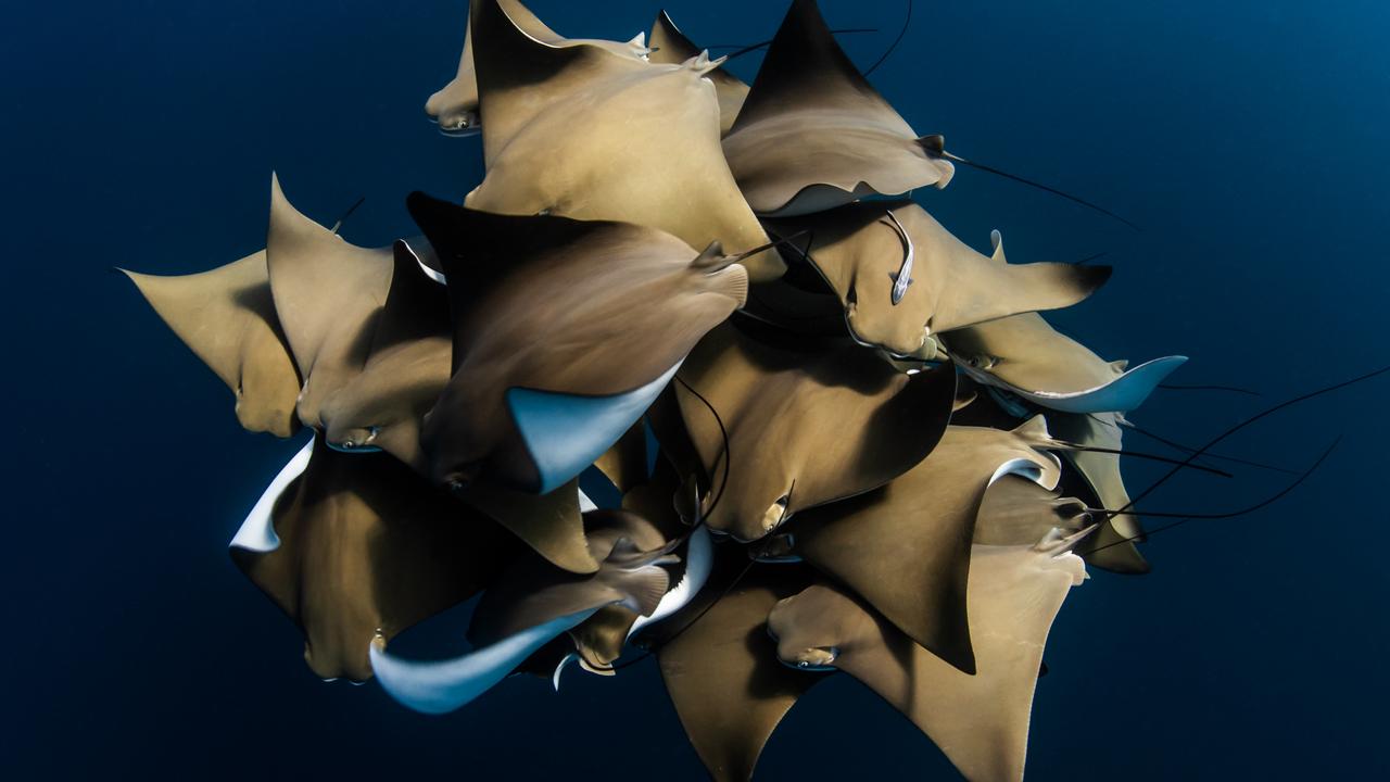 A Fever of Cownose Rays, photographed at Ningaloo Reef, WA. Picture: Alex Kydd/Underwater Photographer of the Year 2020